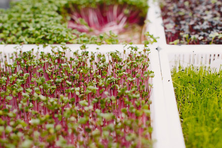 Heap of beet micro greens in a boxes