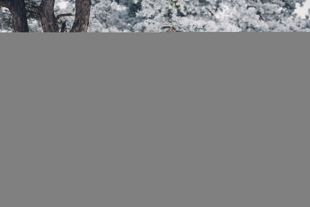 Beautiful couple playing with a dogの写真素材