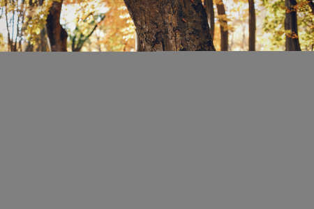 Elegant girl in a sunny autumn parkの写真素材