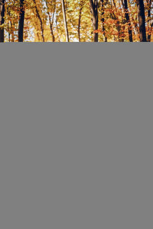 Elegant couple in a sunny autumn parkの写真素材