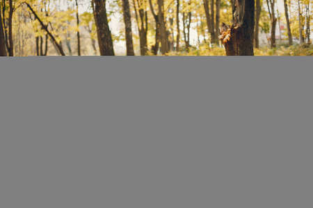 Family with cute kids in a autumn parkの写真素材