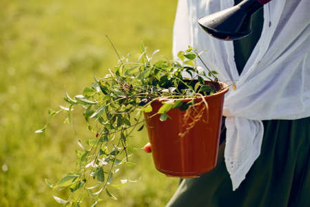 Beautiful woman in a summer fieldの写真素材