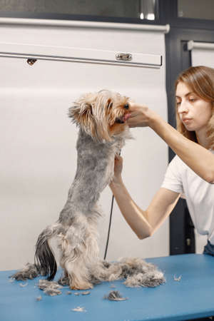 Yorkshire terrier getting procedure by the female groomerの写真素材