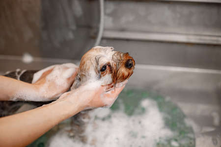 Yorkshire terrier getting washed by the female groomerの写真素材
