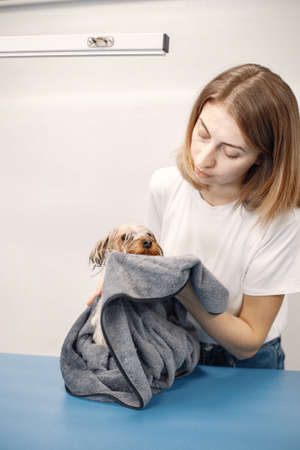 Yorkshire terrier wiping with a towel by the female groomerの写真素材