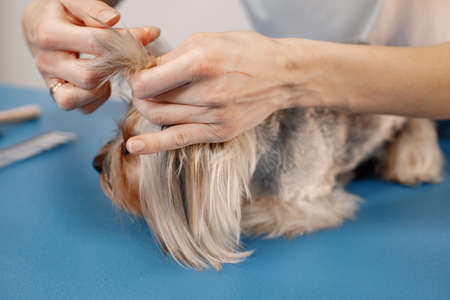 Yorkshire terrier getting comb by the female groomerの写真素材