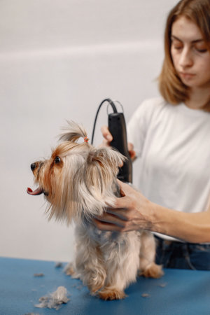 Yorkshire terrier getting procedure by the female groomer