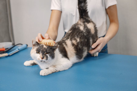 Cat getting comb by the female groomerの写真素材