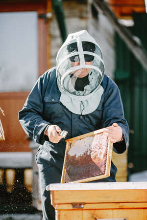 Senior man beekeper collecting honey from honeycombの写真素材