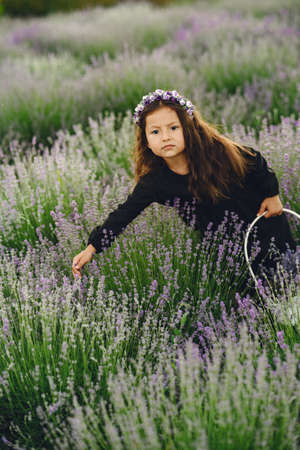 Little girl collects lavender in a basketの写真素材