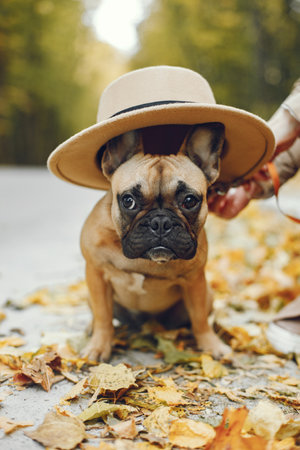 Portrait of a cute French Bulldog dog wearing a beige hatの写真素材
