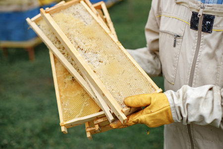 Cropped photo of honeycomb frame in hands of beekeeper on the apiary