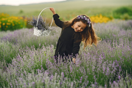 Little girl collects lavender in a basketの写真素材