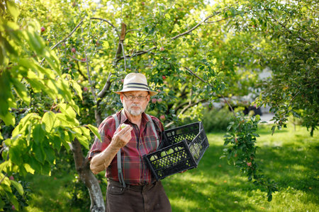 Farmer with crate of green apples standing in modern orchardの写真素材