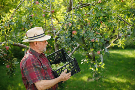 Farmer with crate of green apples standing in modern orchardの写真素材