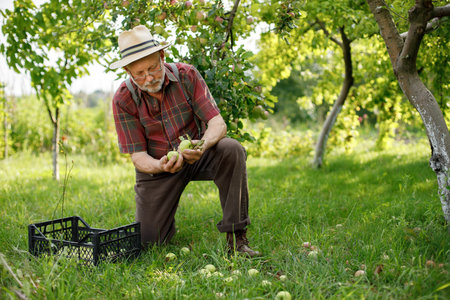Farmer with crate of green apples standing in modern orchardの写真素材