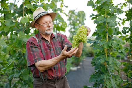 Farmer with bunch of grapes in hands standing in modern orchardの写真素材