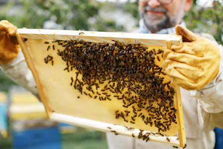 Farmer wearing bee suit removing honeycomb frame from beehive