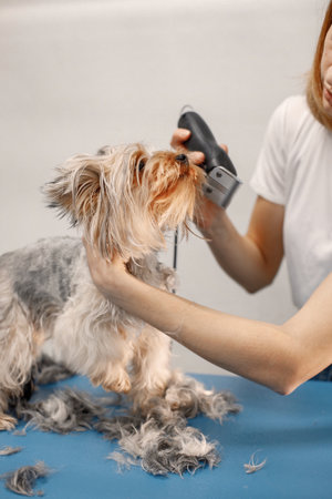 Yorkshire terrier getting procedure by the female groomerの写真素材