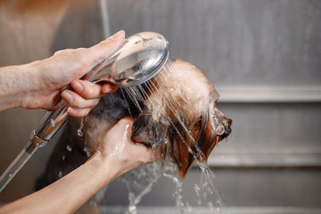 Yorkshire terrier getting washed by the female groomerの写真素材