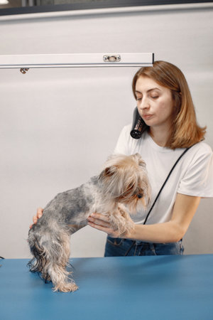 Yorkshire terrier blowing dry by the female groomerの写真素材