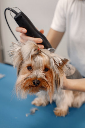 Yorkshire terrier getting procedure by the female groomerの写真素材