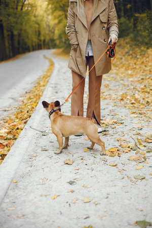 Focus on a little puppy french bulldog with his female ownerの写真素材
