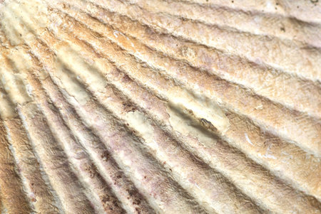 Macro of Sea shell texture backgroundの写真素材