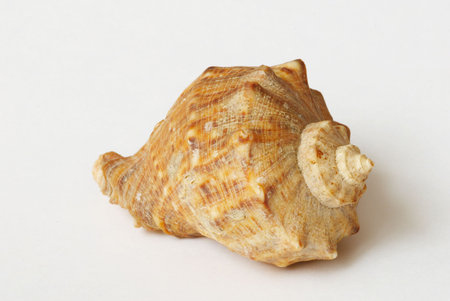 Sea shell shape on background