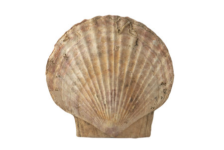 Sea shell isolated over white