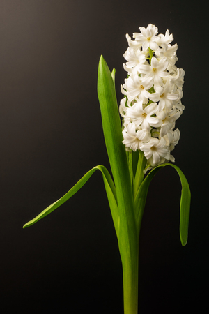 White Hyacinth flower isolated on a black backgroundの写真素材