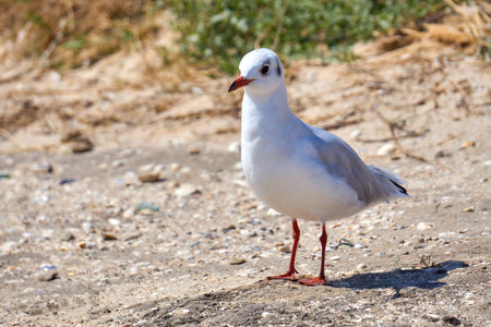 Seagull on the shore close - up on the background of natural sea water.