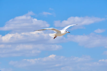 Sea gulls flying over a beach in a clear blue sky.
