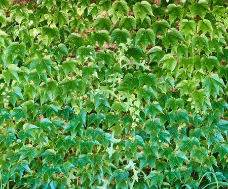 Dense thickets of green ivy covering the wall.
