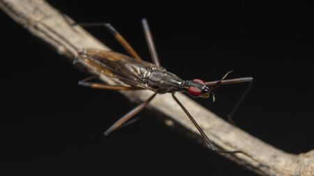 Cactus Flies (Neriidae) on a branchの写真素材