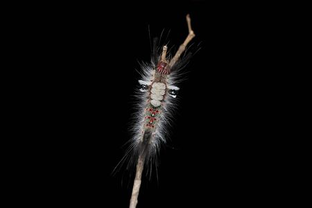 Curious Lymantriidae larvae on a branchの写真素材
