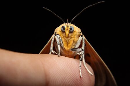 Asota Products moth on finger tipsの写真素材