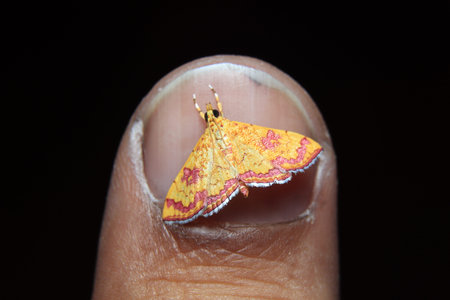 little colorfull Isocentris filalis moth
