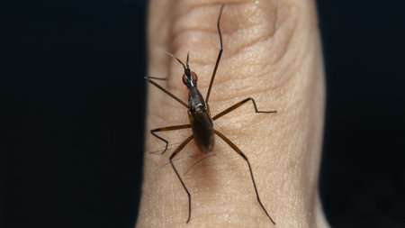 Cactus Flies (Neriidae) back viewの写真素材