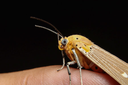 Asota Products moth on finger tips