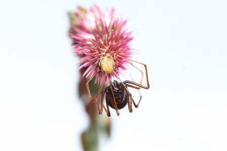 Brown Spitting Spider (Scytodes fusca) on a flowerの写真素材