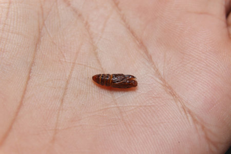Amata cyssea cocoon (The handmaiden moth) on hand