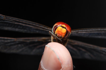 scarlet dragonfly (Crocothemis Erythraea) sitting on fingerの写真素材