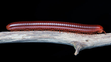 Common Asian Millipede face closeup