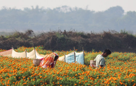 female farmers on the flower field