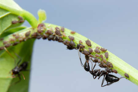 Ants Farming Aphidsの写真素材