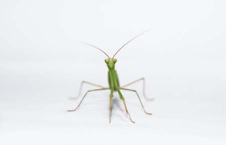 praying mantis stock photoの写真素材