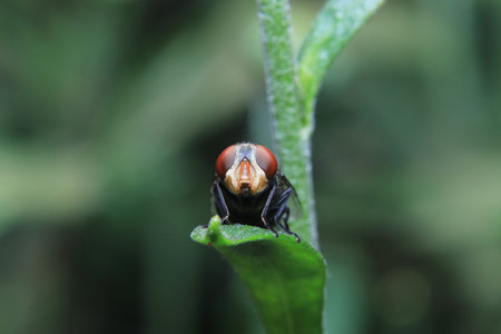 fruit fly sit on a leaf