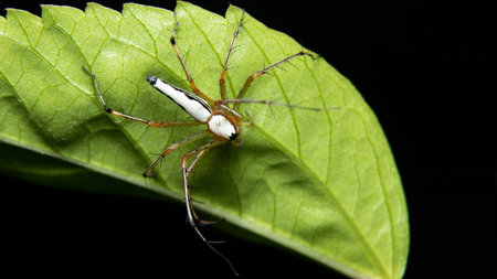 White Lynx Spider(Oxyopes shweta) on a back of leaf