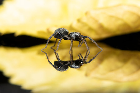 little spider standing on a reflective surface stock photo